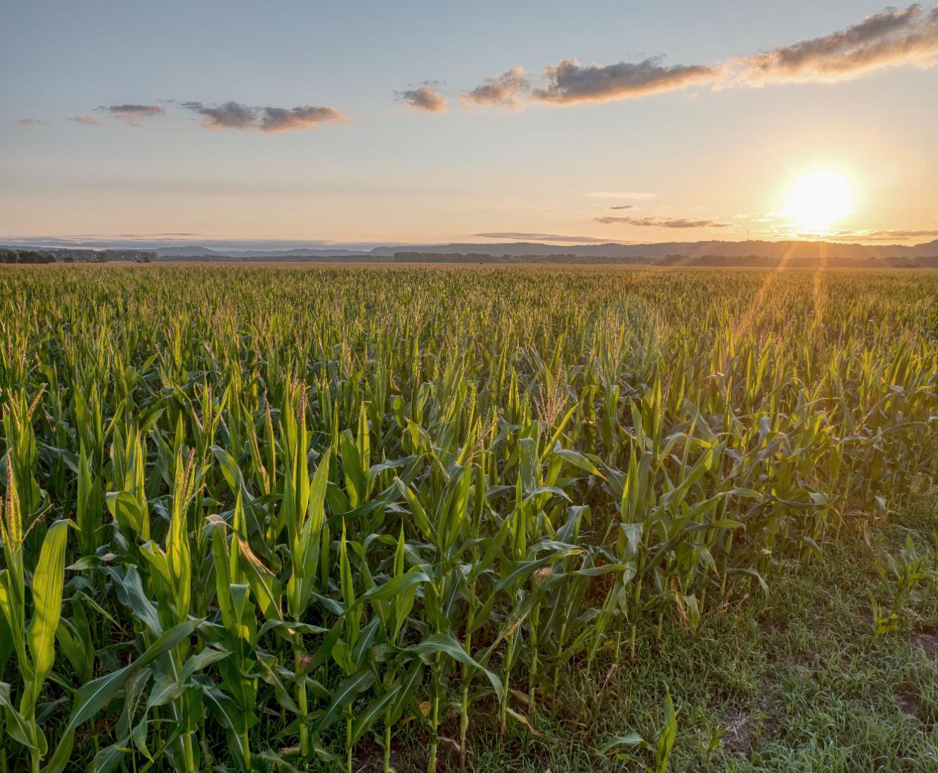 A sprawling agricultural field at sunrise, representing farmland supported by agricultural subsidy programs that help farmers maintain crop production and rural economies.